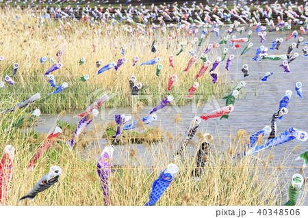 こいのぼり　群馬県館林市　鶴生田川（つるうだがわ） 40348506