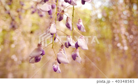 藤の花 藤の花 40348565