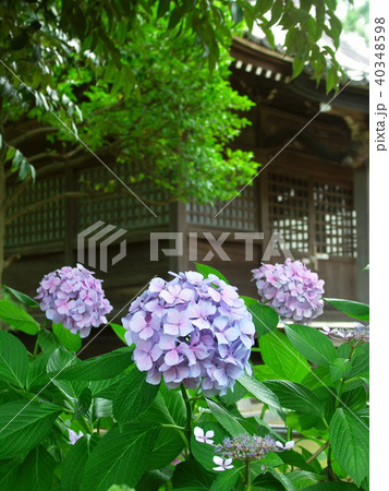 紫陽花咲く風景 紫陽花咲く風景 40348598