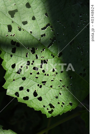 虫食い葉 虫食い葉 40348624