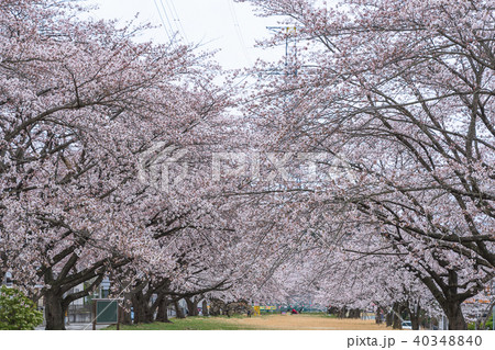 宮城県富谷市東向陽台グリーンベルト  40348840