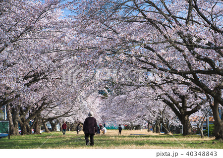 宮城県富谷市東向陽台グリーンベルト  40348843