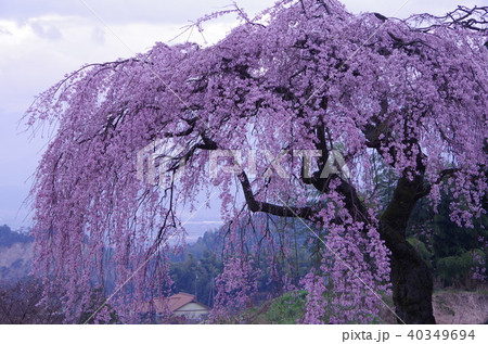 吉田の枝垂れ桜 -愛媛県西条市-  40349694