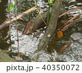 Mudskipper rest on the Mangrove Tree Root 40350072