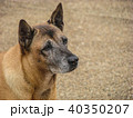 Brown Dog Watching the Stranger 40350207