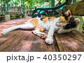 Calico Cat cleaning itself in strange position. 40350297