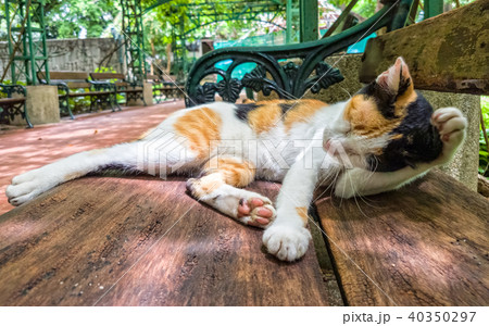 Calico Cat cleaning itself in strange position. 40350297