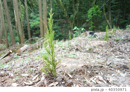 杉の苗木 杉の苗木 40350971