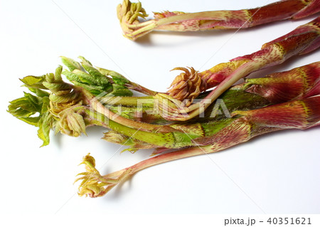 うど うど 40351621