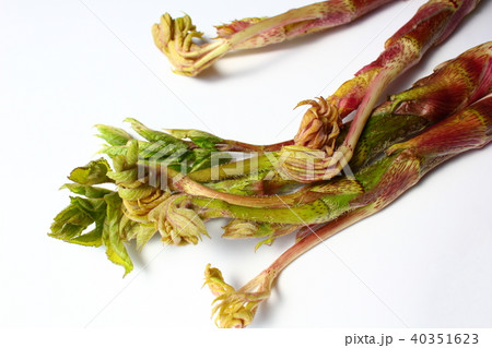 うど うど 40351623