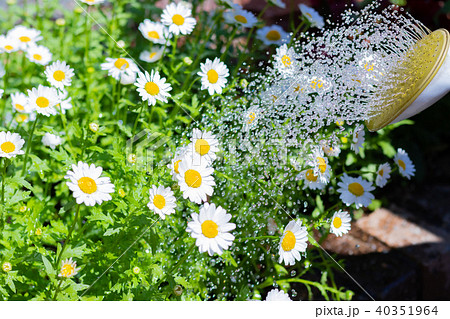 ガーデニング　花の水やり 40351964