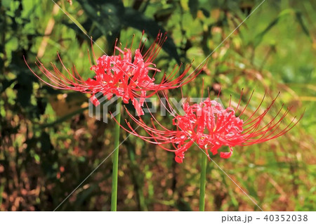 彼岸花 彼岸花 40352038