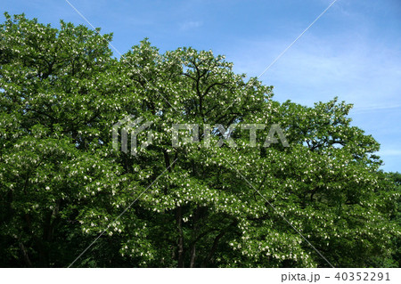 トゲナシハリエンジュ 40352291