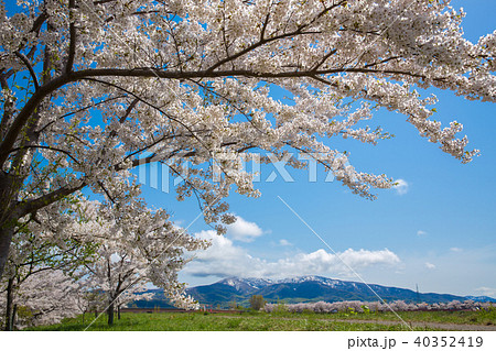 余市川桜づつみ① 40352419