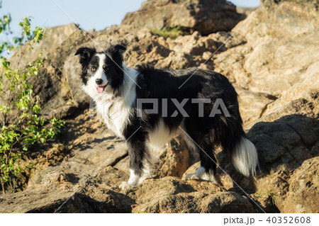 A border collie while hiking in the mountains A border collie while hiking in the mountains 40352608