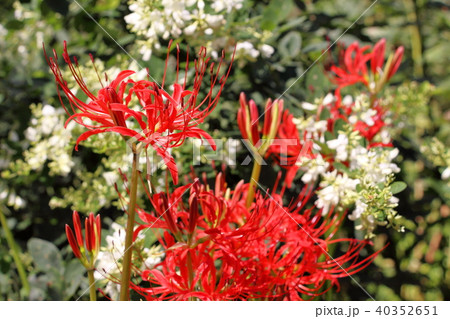 彼岸花と萩の花 40352651
