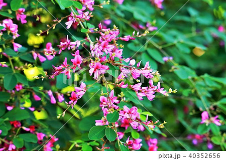 美しい仙台萩の写真素材