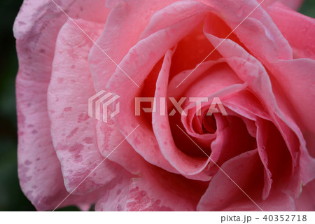 雨とバラ 40352718