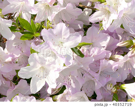 満開のクロフネツツジ 40352719