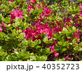 クルメツツジ 40352723