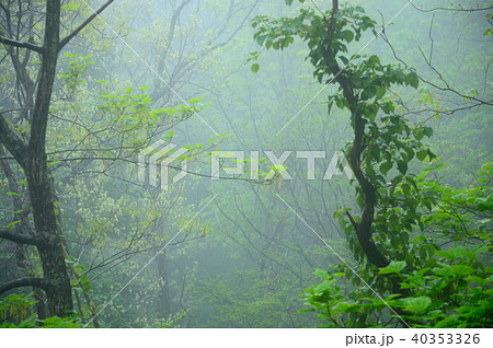 霧の新緑森林・岡山森林公園 40353326