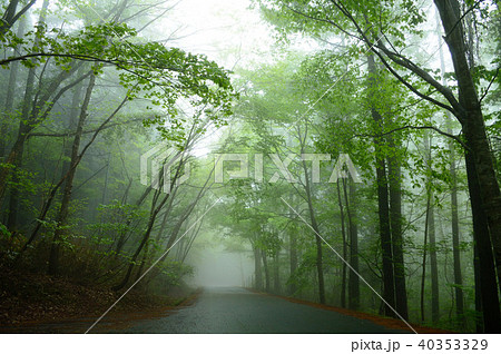 霧の新緑森林・岡山森林公園 40353329