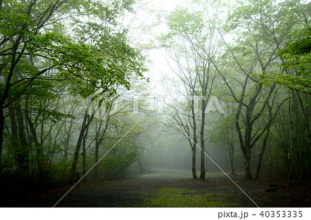 霧の新緑森林・岡山森林公園 霧の新緑森林・岡山森林公園 40353335