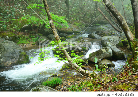 霧の新緑　清流・岡山森林公園 40353338