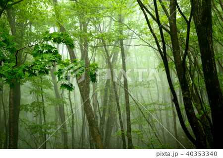 霧の新緑森林・岡山森林公園 霧の新緑森林・岡山森林公園 40353340