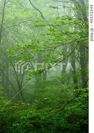 霧の新緑森林・岡山森林公園 霧の新緑森林・岡山森林公園 40353344