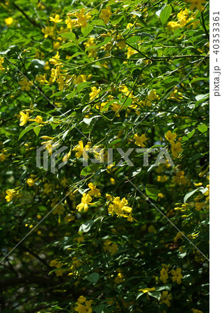 キソケイ 40353361