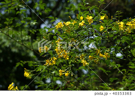 キソケイ 40353363