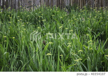 Mini yellow flower bloom in home garden Mini yellow flower bloom in home garden 40354107