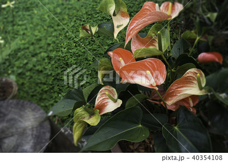 Anthurium-Flamingo flower bloom in the garden 40354108