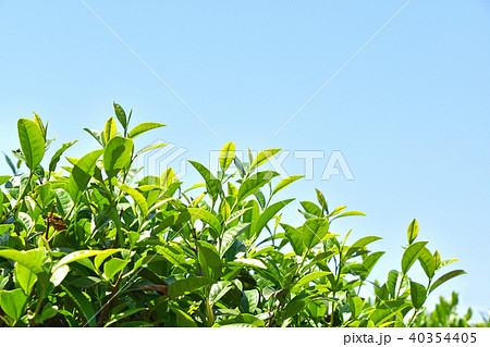 茶畑 40354405