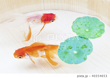 金魚 40354653