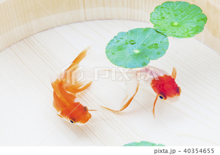 金魚 金魚 40354655