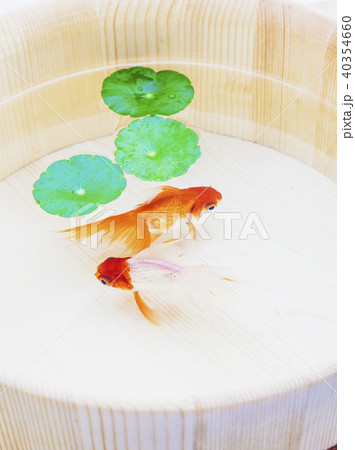 金魚 金魚 40354660