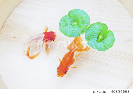 金魚 金魚 40354663
