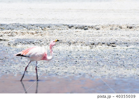 ボリビア　フラミンゴのいる風景 40355039