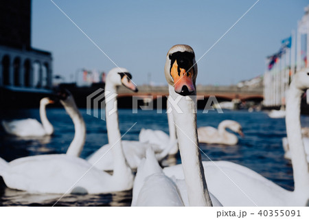 White swan head looking into camera on Alster river canal near city hall in Hamburg White swan head looking into camera on Alster river canal near city hall in Hamburg 40355091