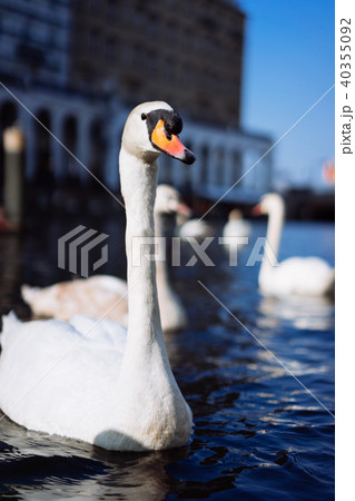 Beautiful white swan swimming on Alster river canal near city hall in Hamburg 40355092