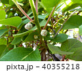 キウイの蕾 40355218