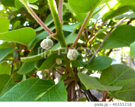 キウイの蕾 40355218