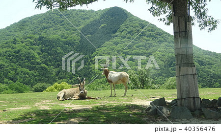 シロオリックス シロオリックス 40356476