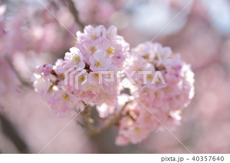 春めき桜 40357640