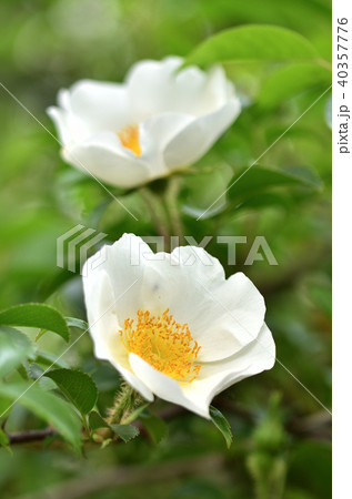 なにわいばら 40357776