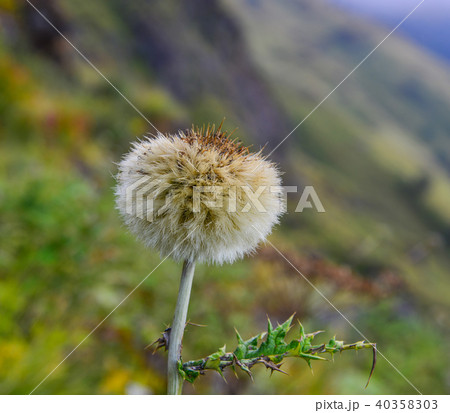 A wild flower on mountain A wild flower on mountain 40358303