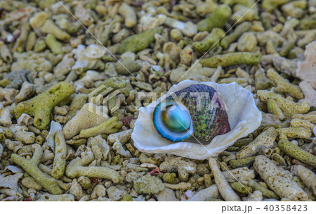 Snail with blue sea background Snail with blue sea background 40358423