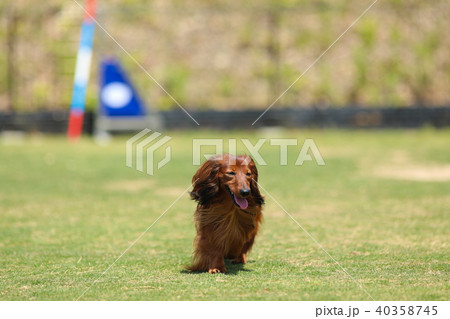 遊ぶダックスフンド 40358745